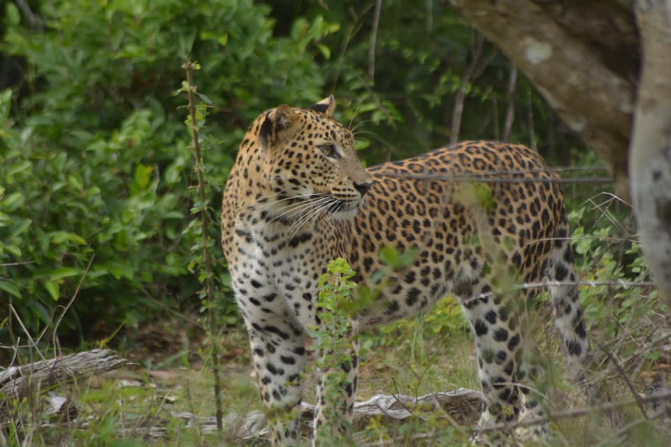 About Wilpattu