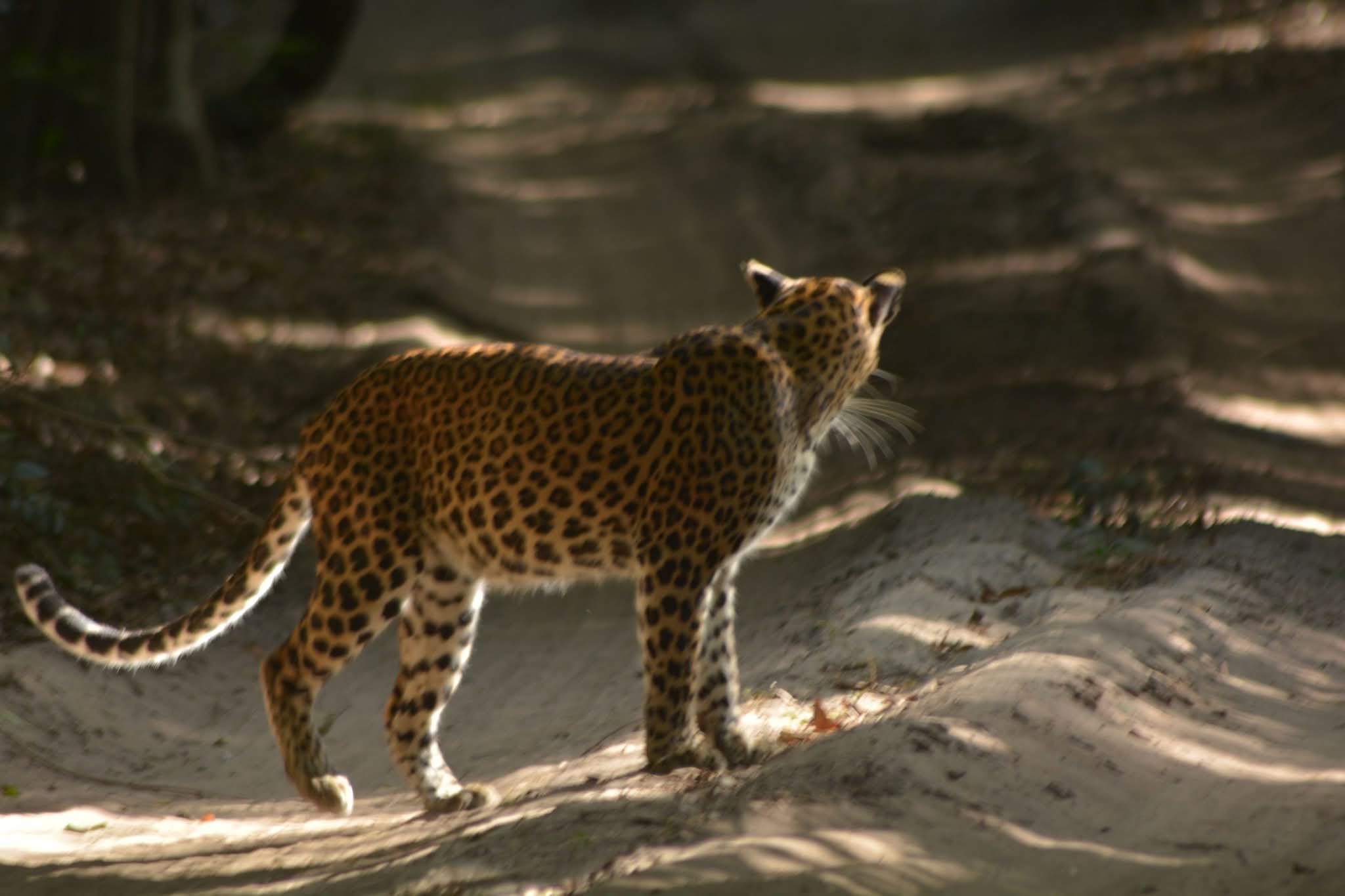 Wilpattu Leopard