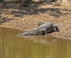 Mugger Crocodile