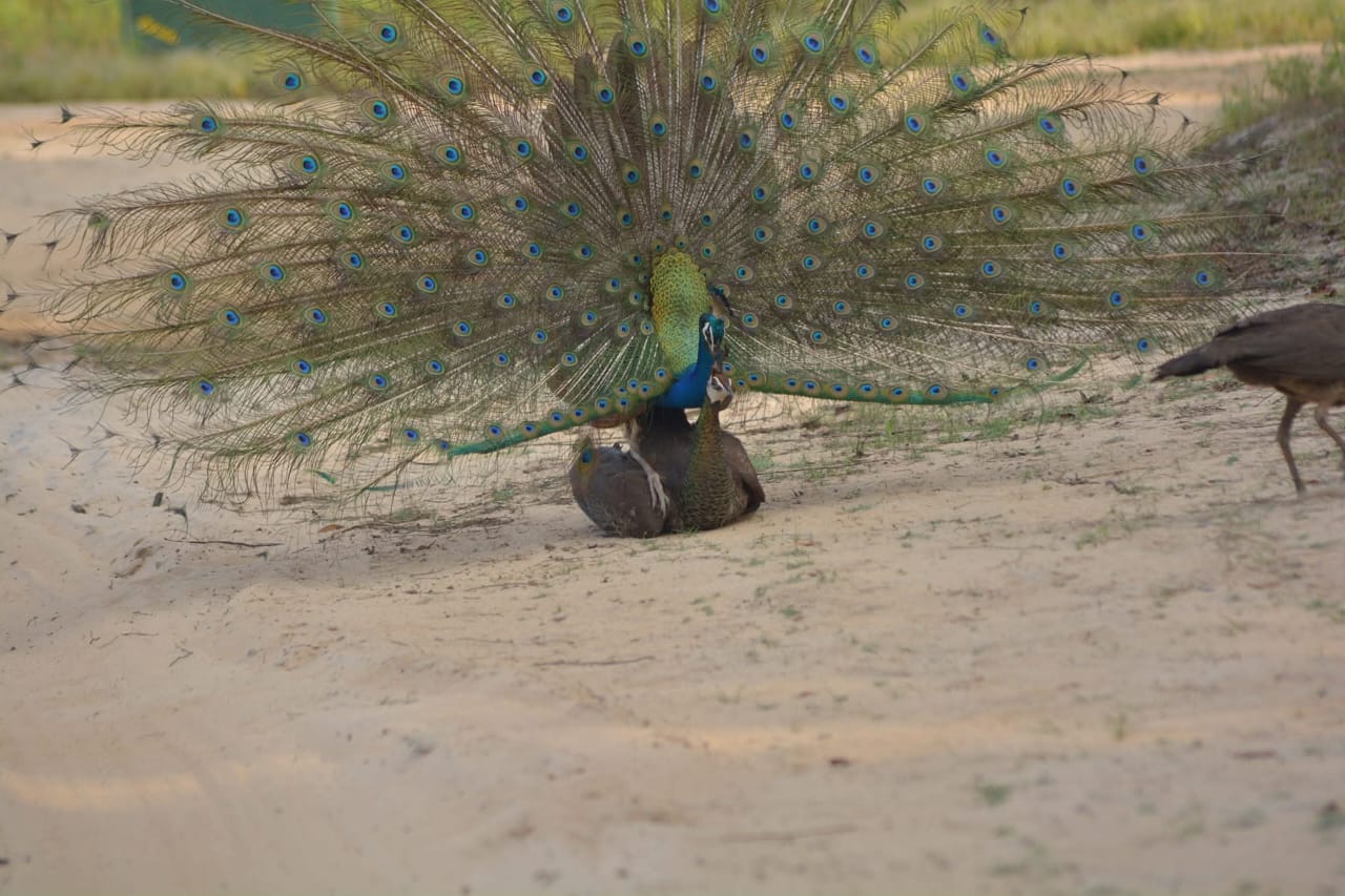 Peacock