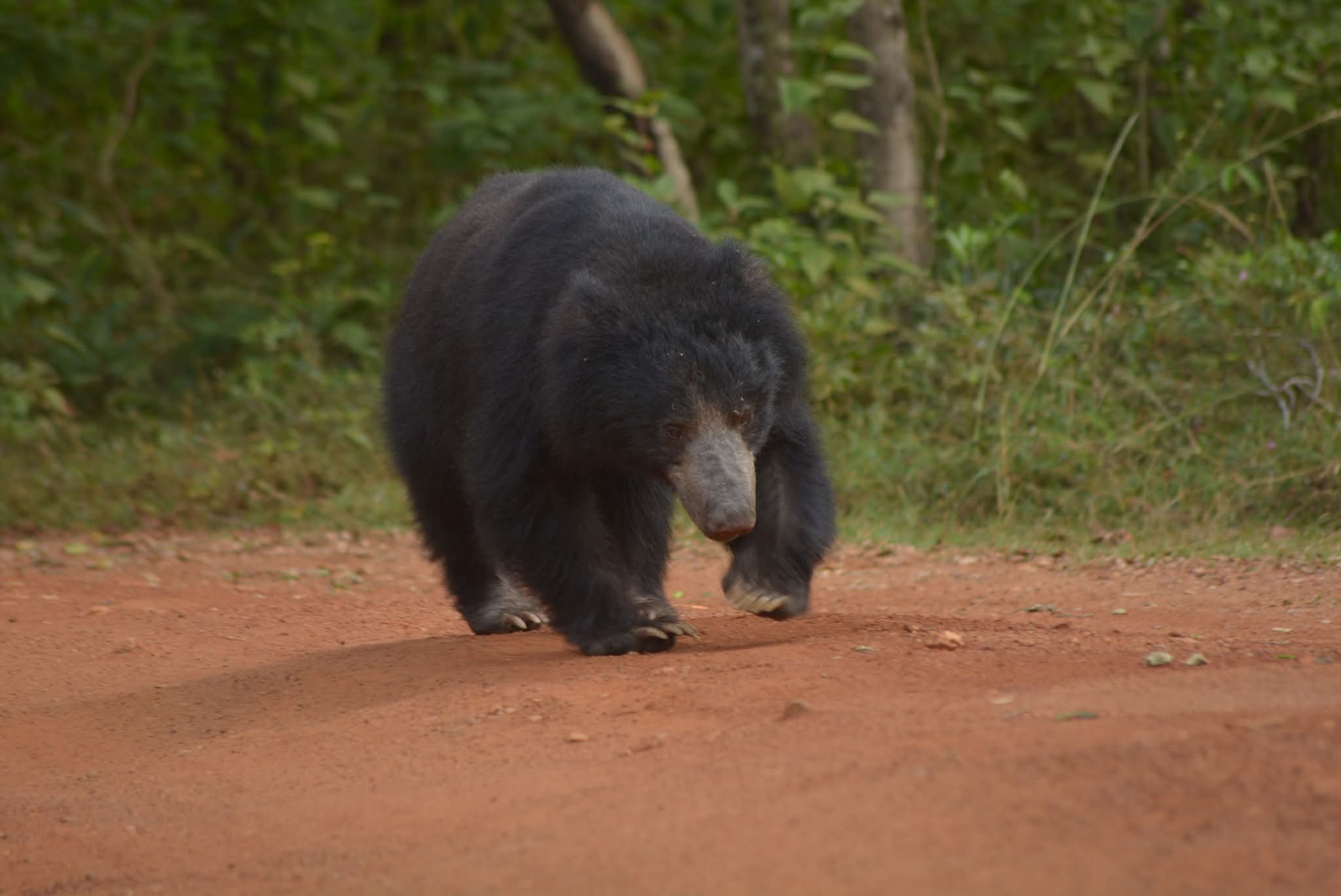 Sloth Bear