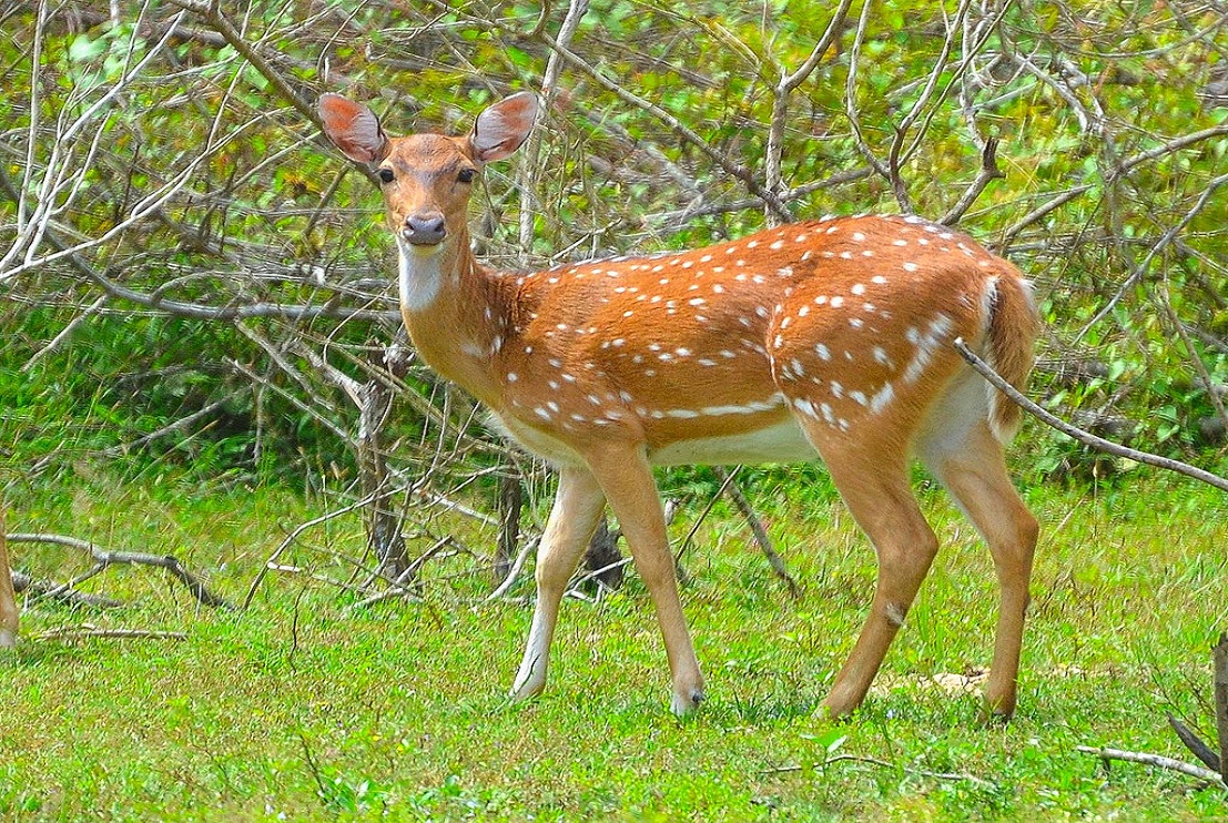 Spotted Deer
